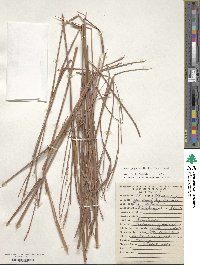 Schizachyrium sanguineum image