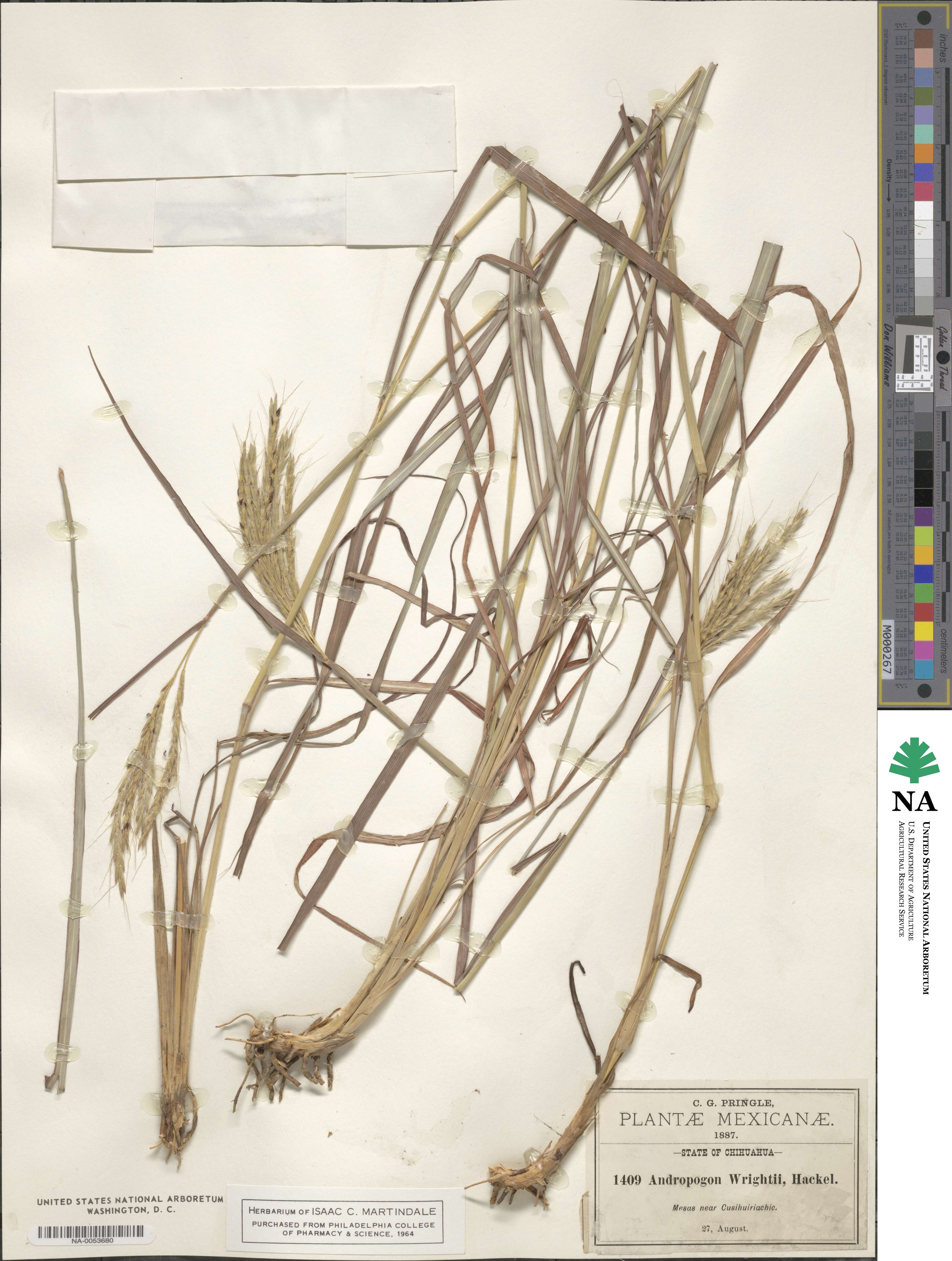 Bothriochloa wrightii image