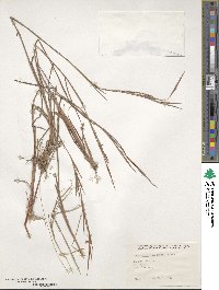 Schizachyrium malacostachyum image