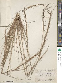 Andropogon angustatus image