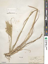 Bothriochloa barbinodis image