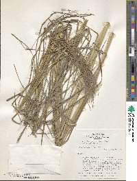 Andropogon bicornis image