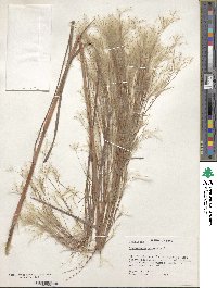 Andropogon bicornis image