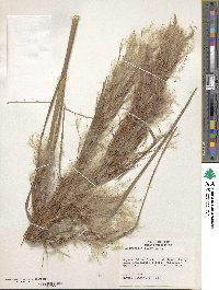 Andropogon bicornis image