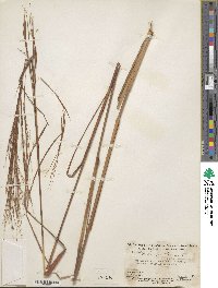 Andropogon bicornis image