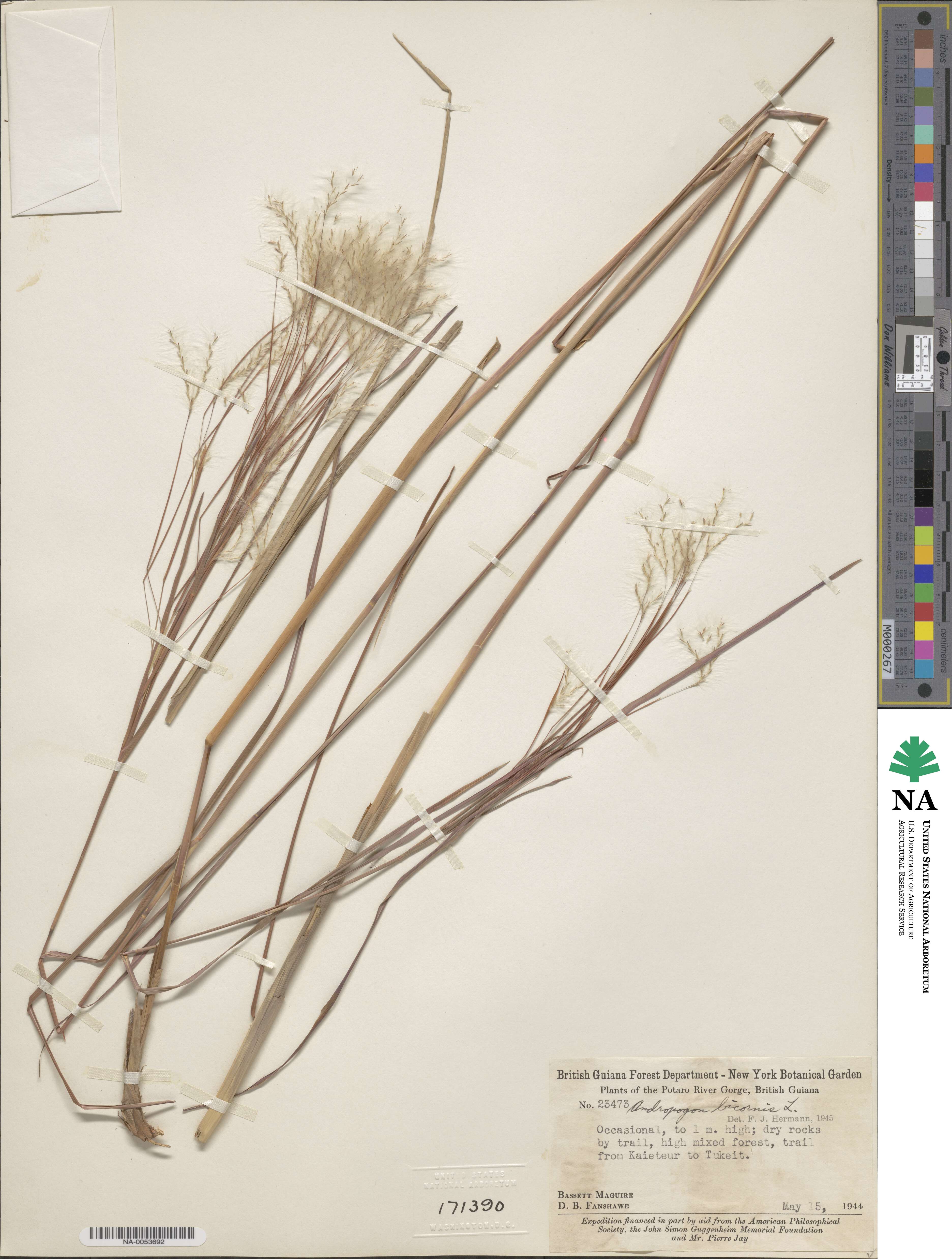 Andropogon bicornis image