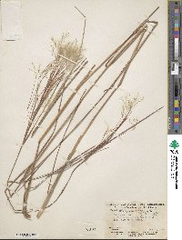 Andropogon bicornis image