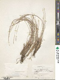 Schizachyrium sanguineum image