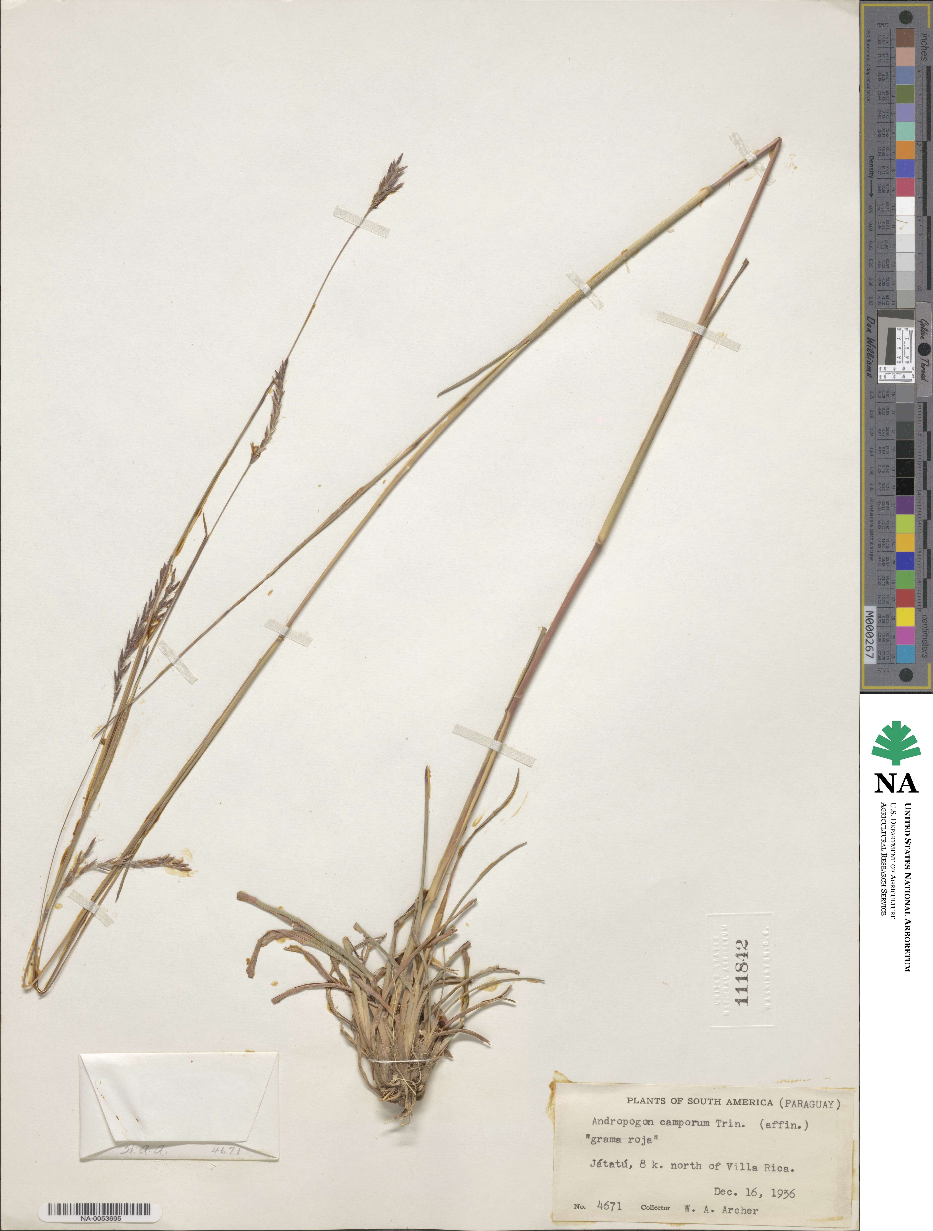 Andropogon campestris image