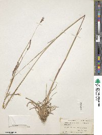 Image of Andropogon campestris