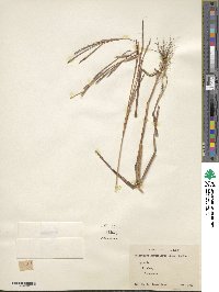 Schizachyrium sanguineum image