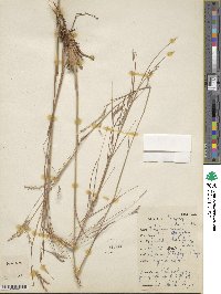 Andropogon lateralis image