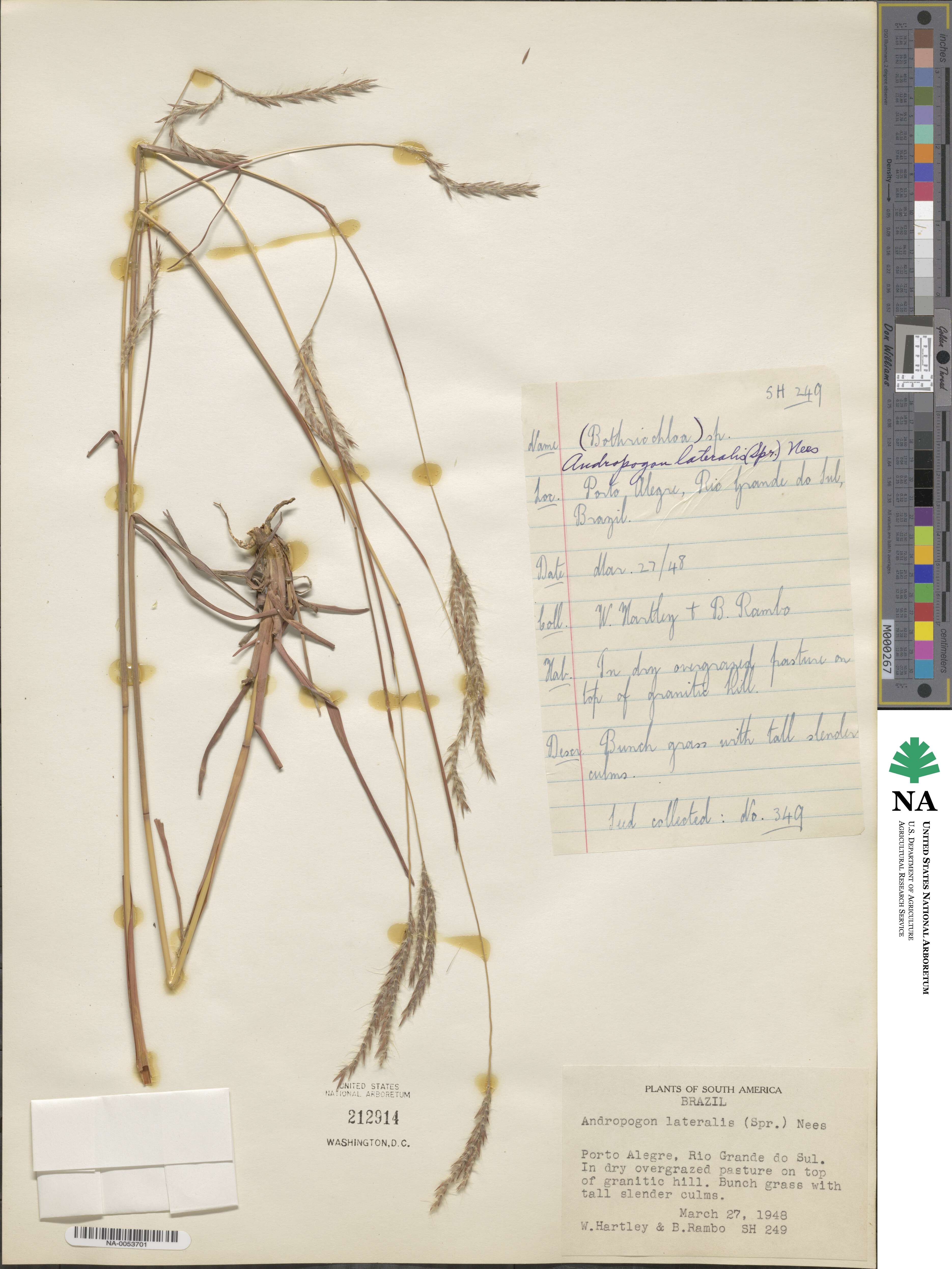 Andropogon lateralis image