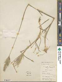 Bothriochloa saccharoides image