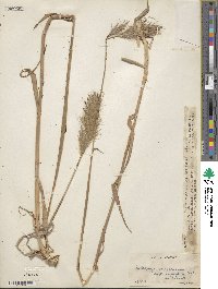 Bothriochloa saccharoides image