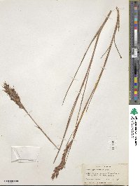 Andropogon virgatus image