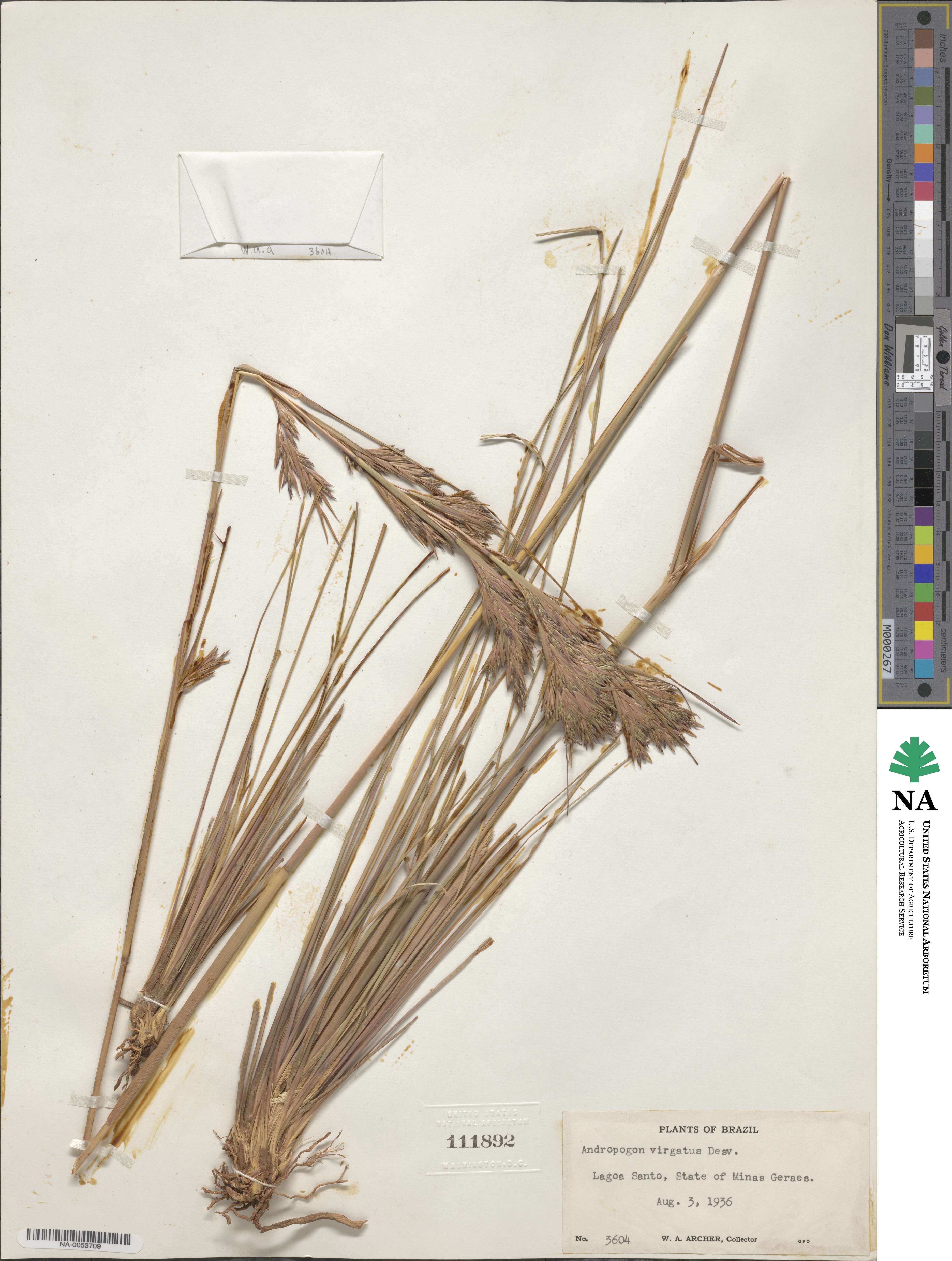 Andropogon virgatus image