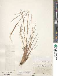 Image of Heteropogon contortus