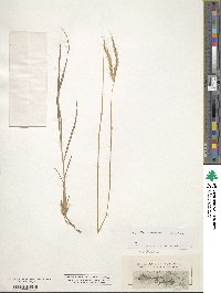 Andropogon distachyos image