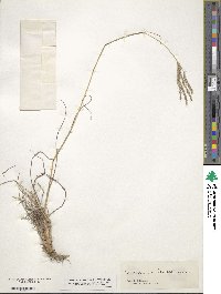 Bothriochloa ischaemum image