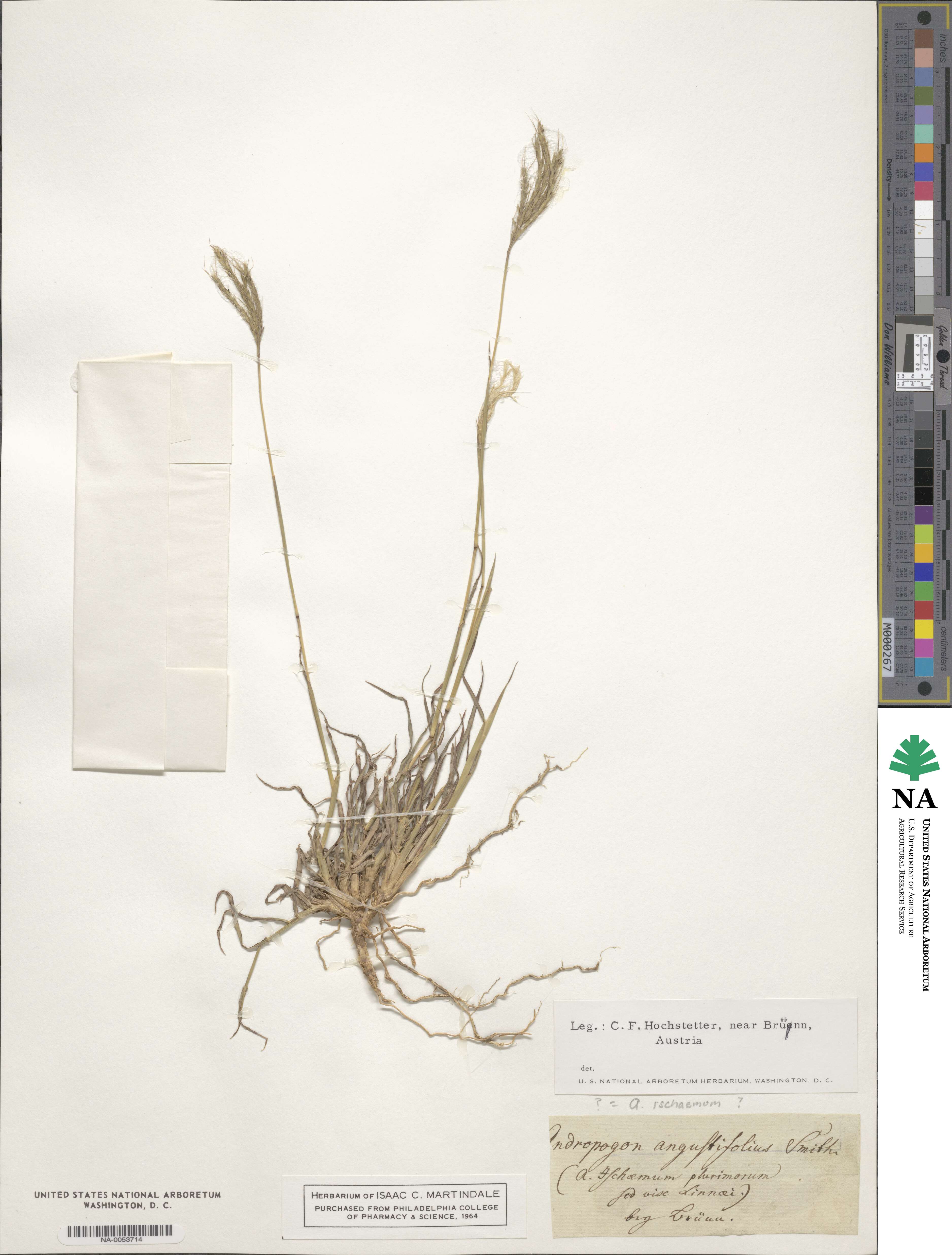 Bothriochloa ischaemum image