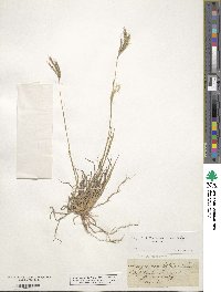 Bothriochloa ischaemum image