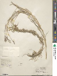 Dichanthium annulatum image