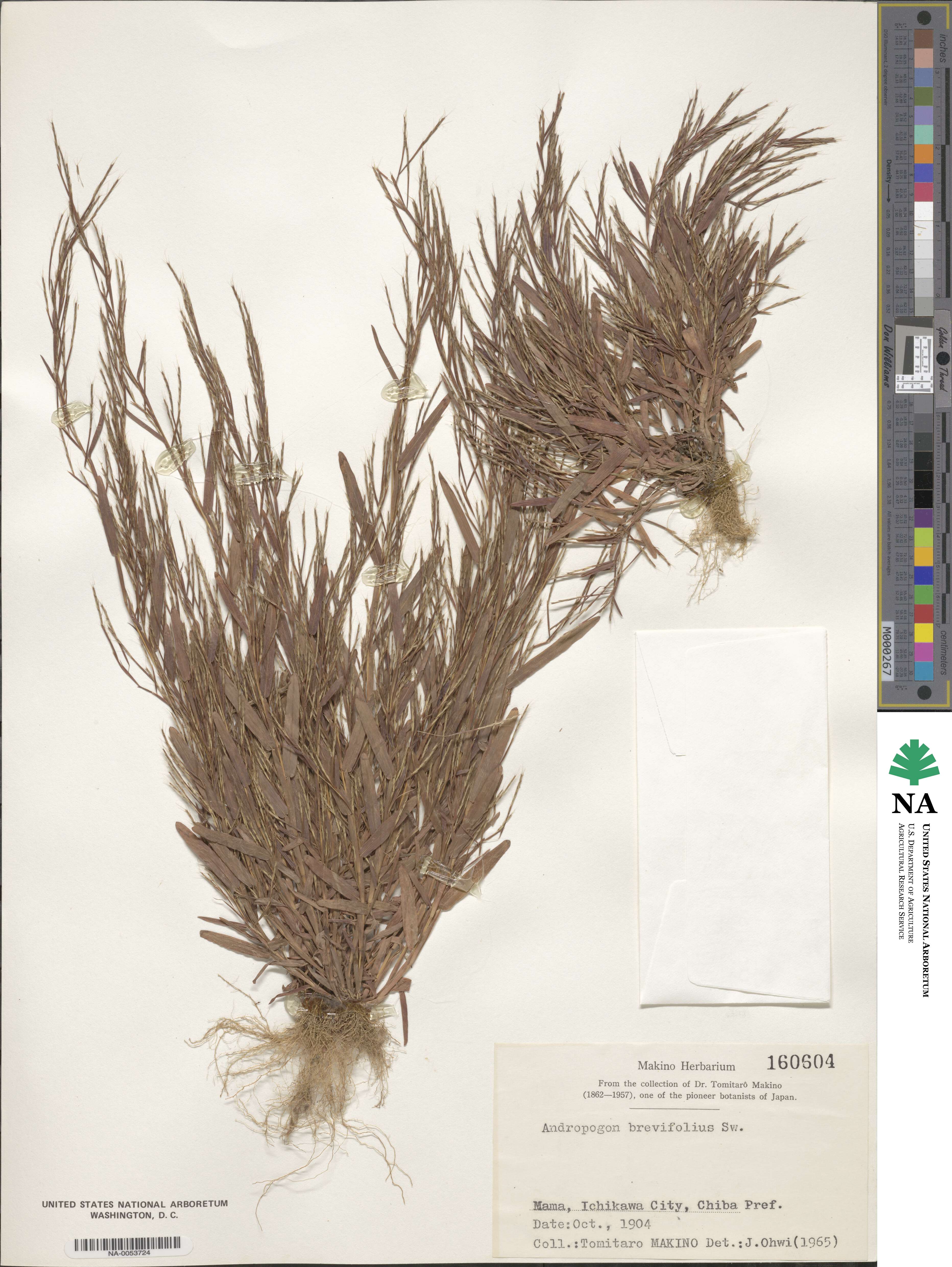 Schizachyrium brevifolium image