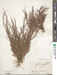 Schizachyrium brevifolium image