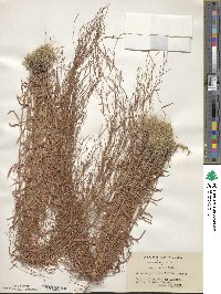 Schizachyrium brevifolium image