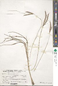 Andropogon distachyos image