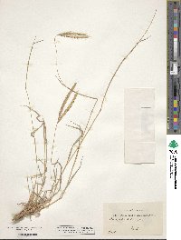 Andropogon distachyos image