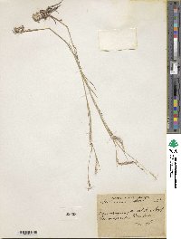 Dichanthium foveolatum image