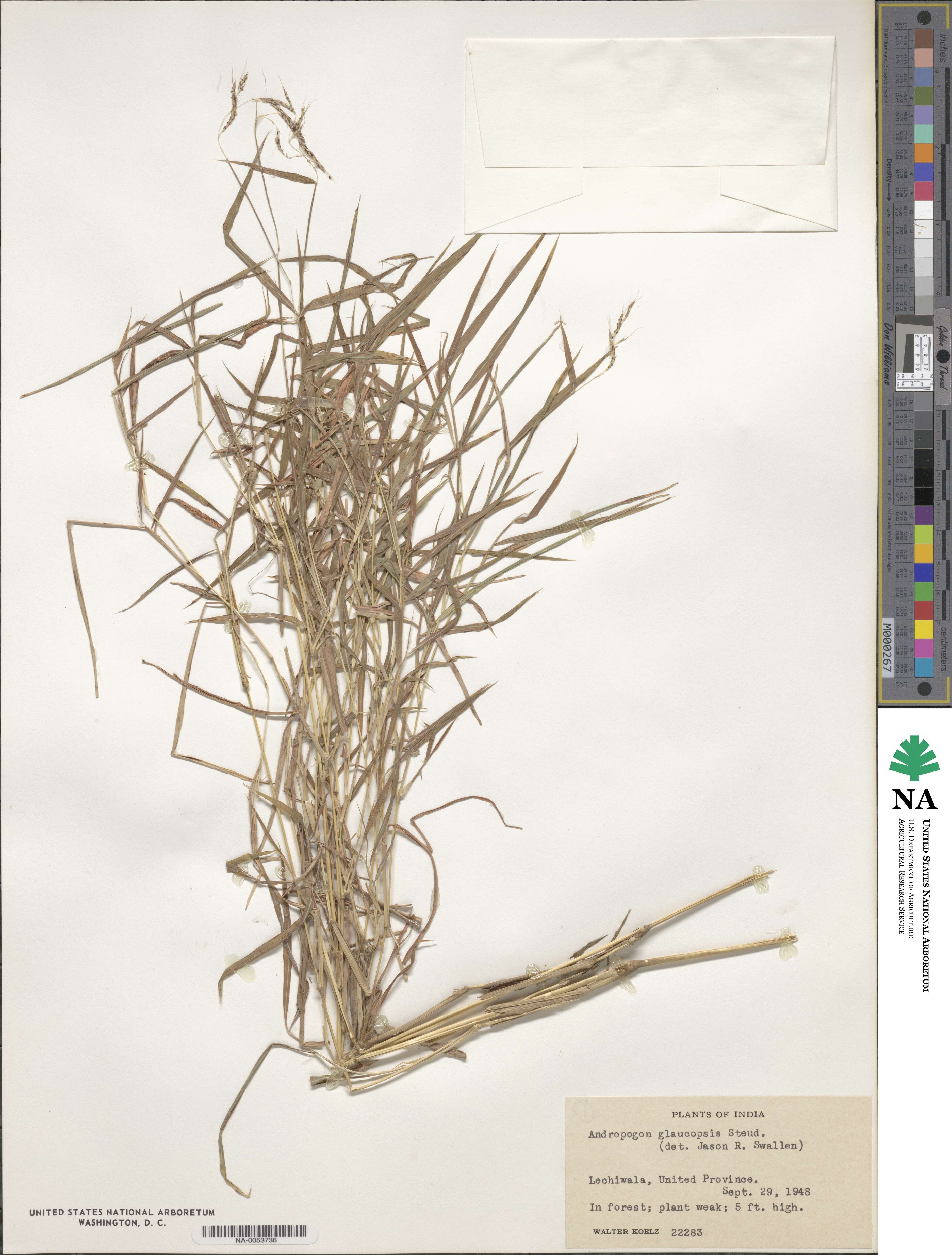 Capillipedium image