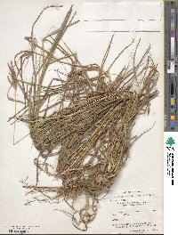 Dichanthium annulatum image