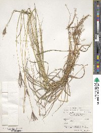 Dichanthium annulatum image