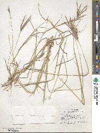 Dichanthium annulatum image