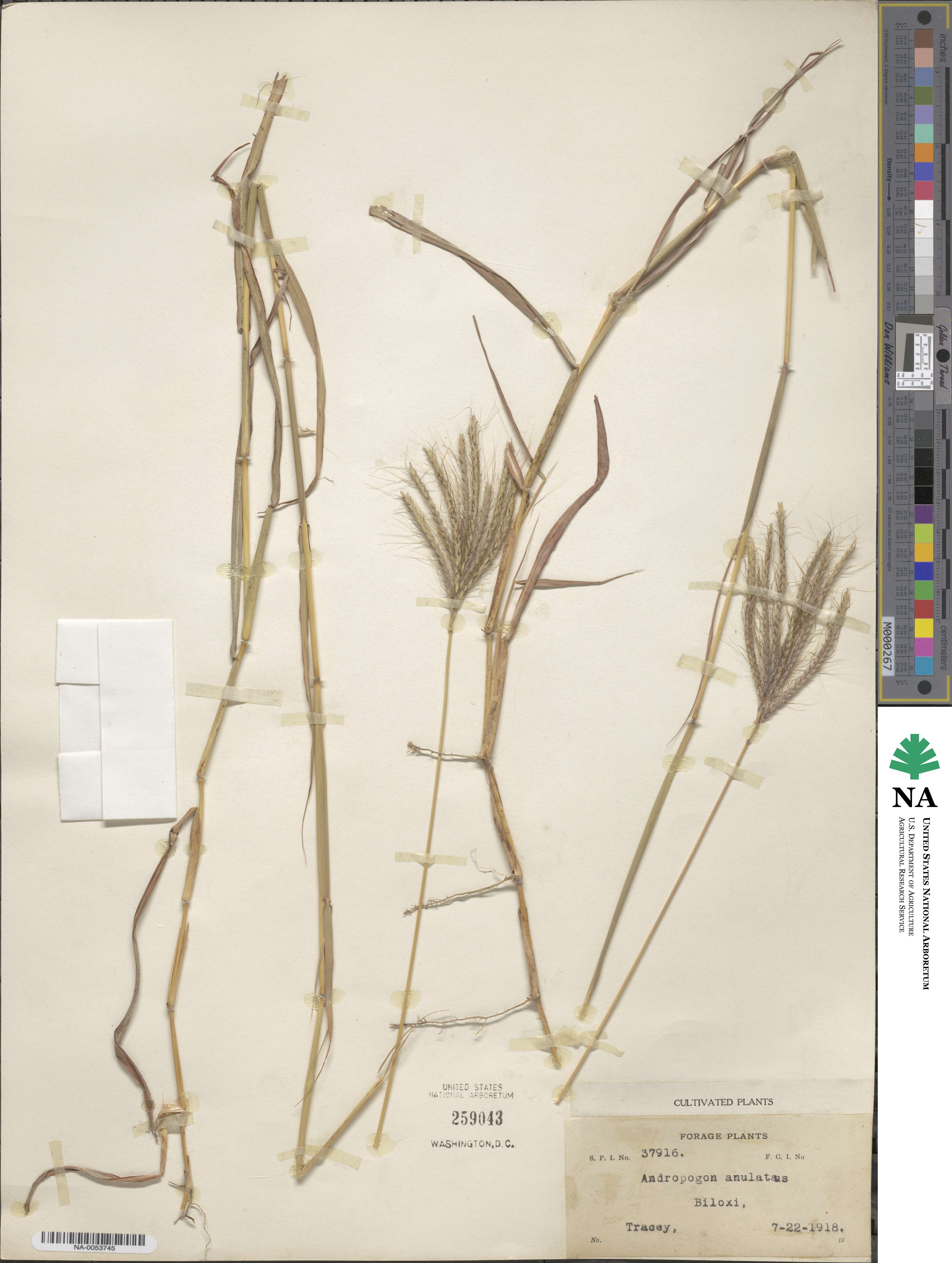 Dichanthium annulatum image