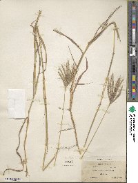 Dichanthium annulatum image