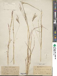 Dichanthium annulatum image