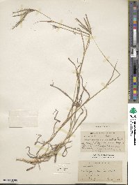 Dichanthium annulatum image