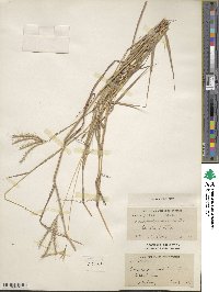 Dichanthium annulatum image