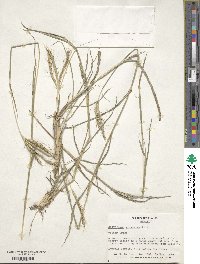 Dichanthium aristatum image