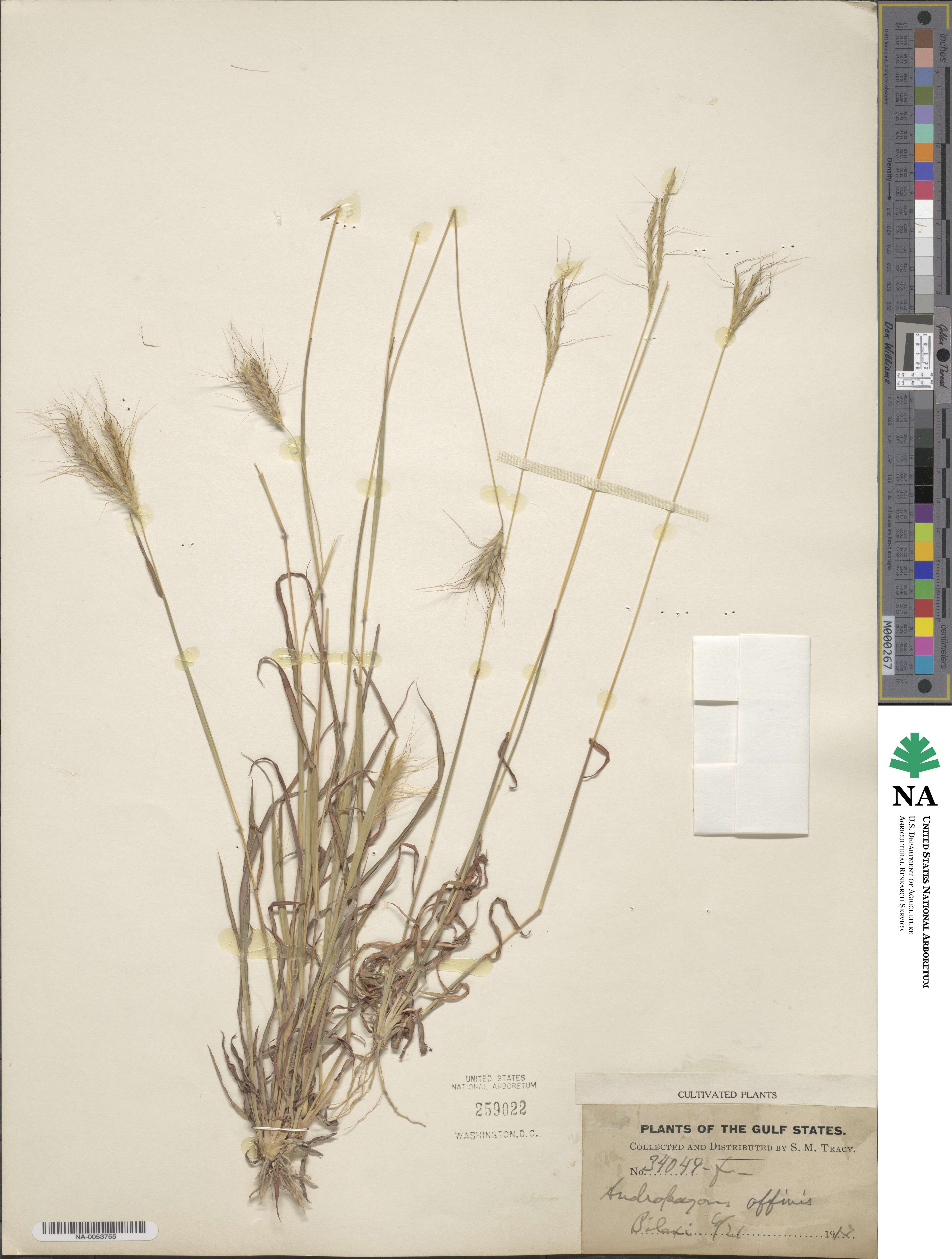 Dichanthium sericeum subsp. sericeum image