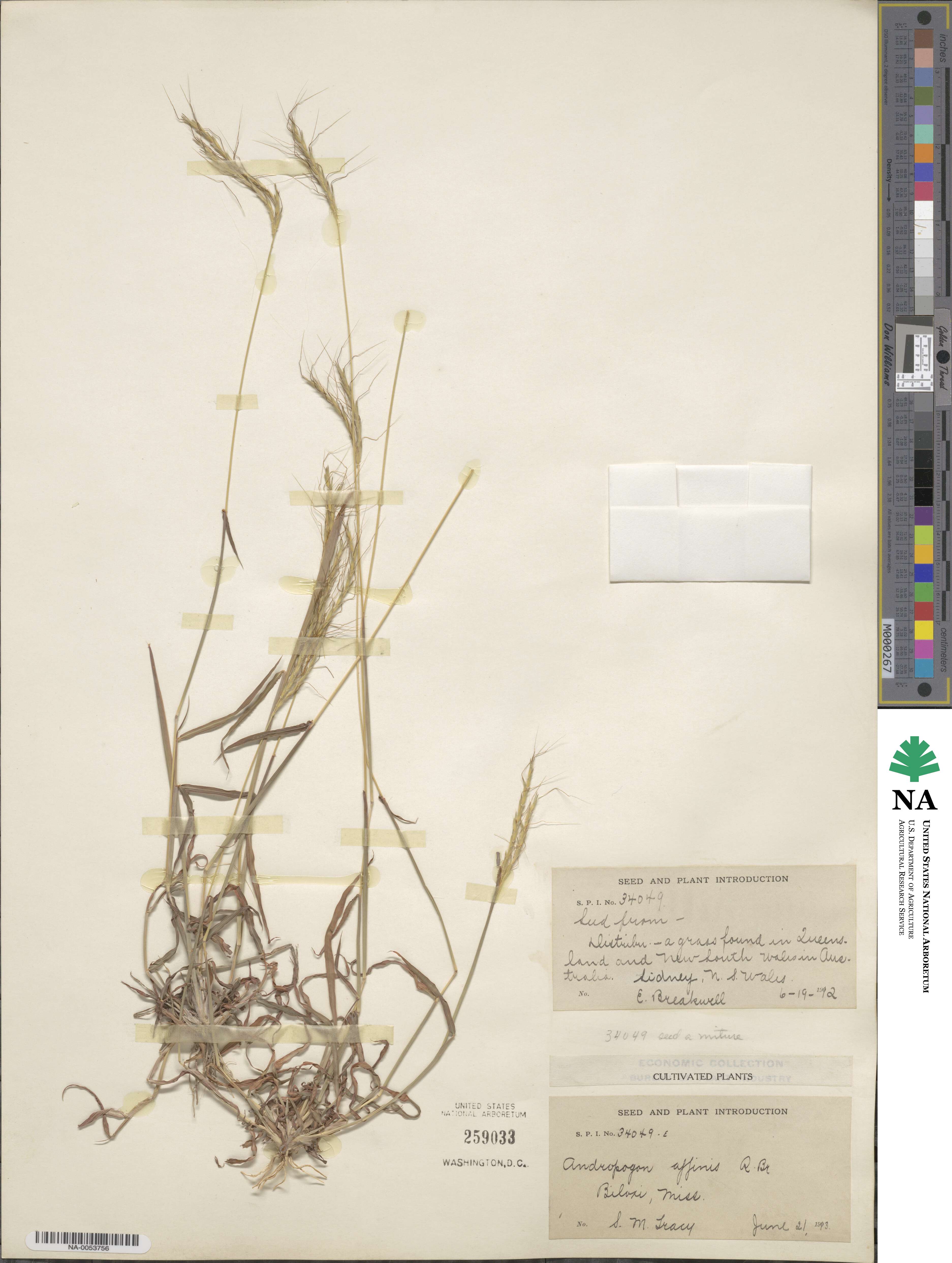 Dichanthium sericeum subsp. sericeum image