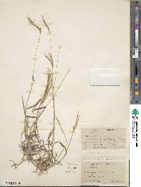 Dichanthium sericeum subsp. sericeum image