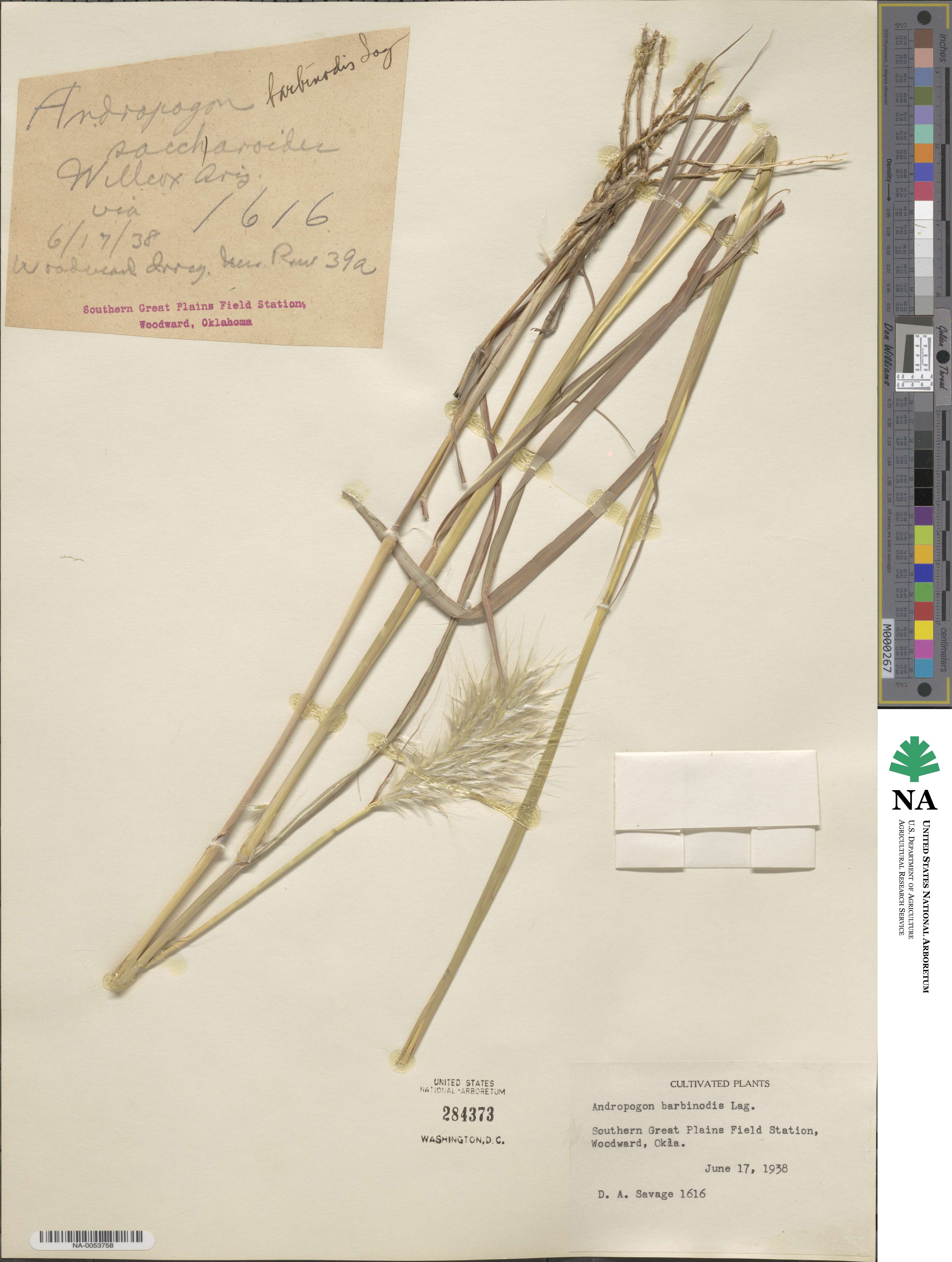 Bothriochloa barbinodis image
