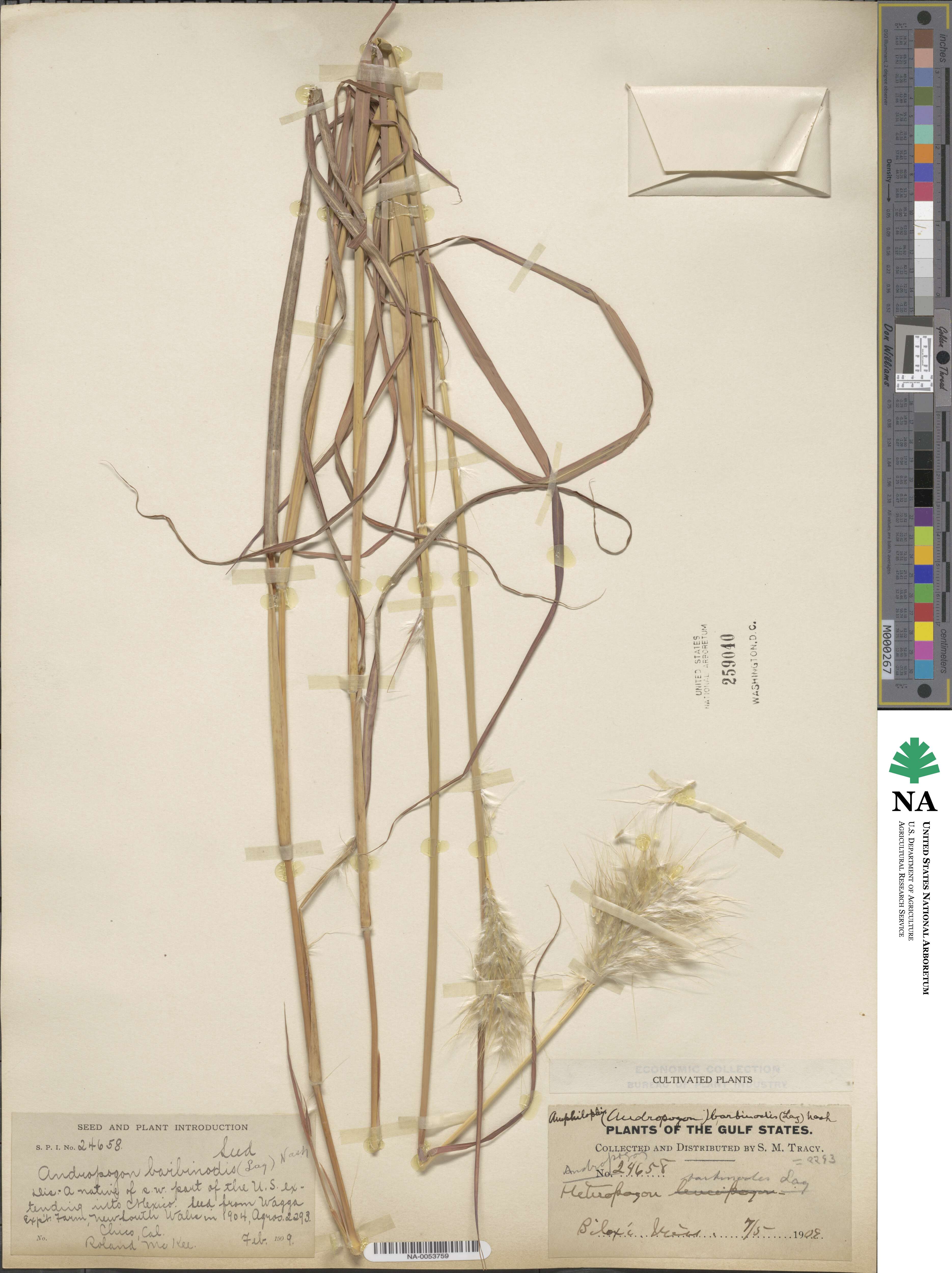 Bothriochloa barbinodis image