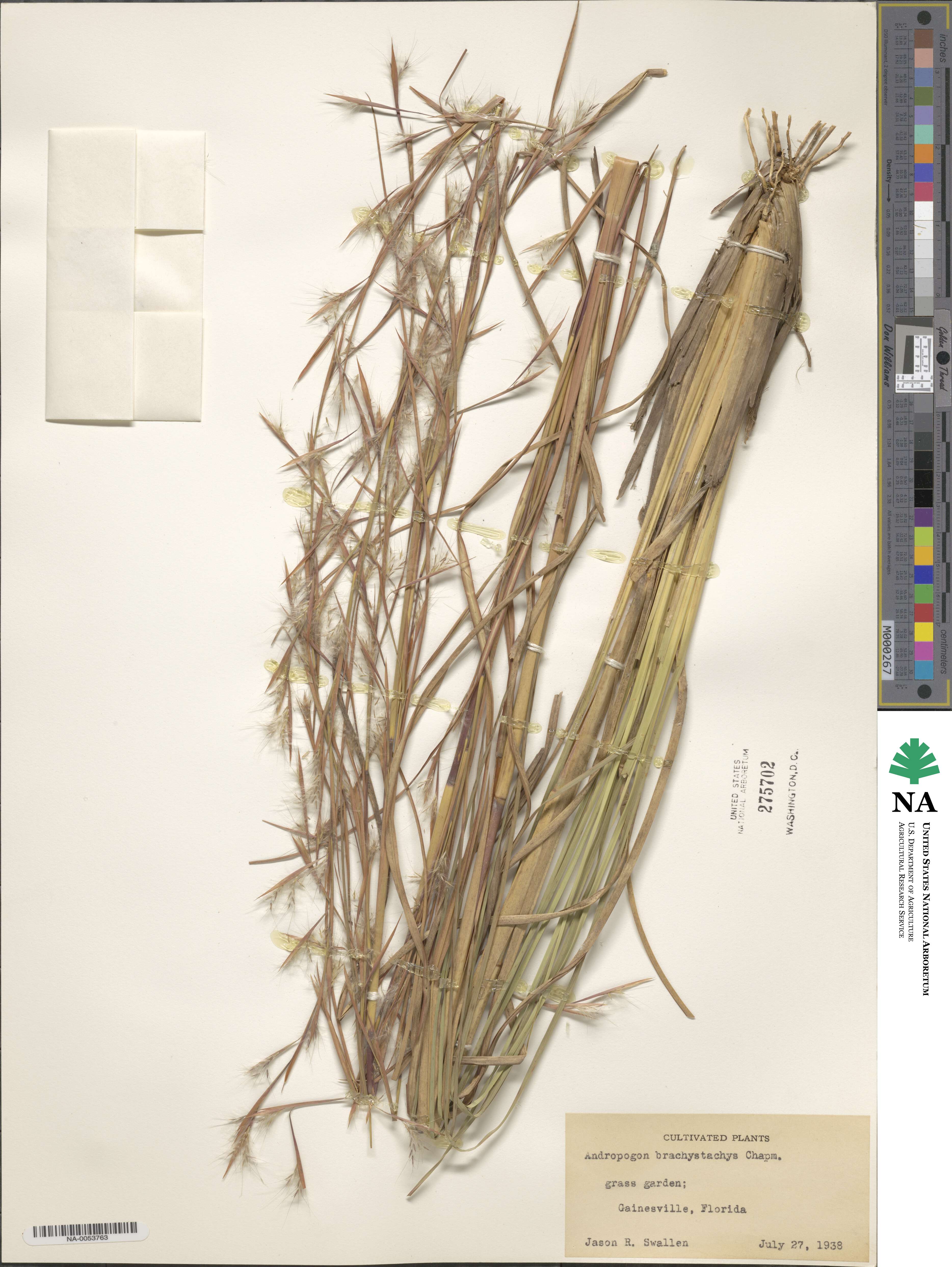 Andropogon brachystachyus image