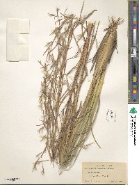 Andropogon brachystachyus image